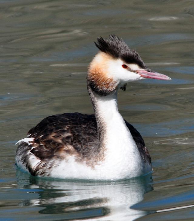 crested grebe